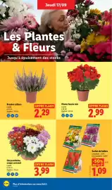 Catalogue Lidl semaine 38 page 28: Chrysanthème coupe carnaval €3,99, Bruyère calluna €2,29