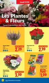 Catalogue Lidl semaine 38 page 28: Chrysanthème coupe carnaval €3,99, Bruyère calluna €2,29