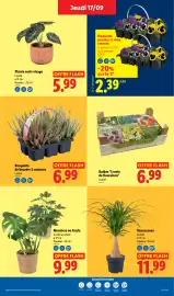 Catalogue Lidl semaine 38 page 29: Monstera ou fatsia €9,99, Starlight Barquette de bruyère 3 couleurs €6,99