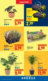 Catalogue Lidl semaine 38 page 29: Monstera ou fatsia €9,99, Starlight Barquette de bruyère 3 couleurs €6,99