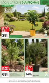 Catalogue Carrefour Market page 5: Yucca pied d'éléphant €69,99, Olivier centenaire €249,99