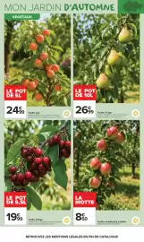 Catalogue Carrefour Market page 6: Fruitier nain €24,99, Fruitier 1/4 tige €19,99