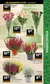 Delikatesy Centrum gazetka tydzień 38 Strona 13: Wrzos Garden Girls Trio €13,99, Kalocefalus €8,99
