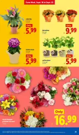 Lidl weekly ad week 38 Page 23: Coffee plant €5,99, Kalanchoe €9,99