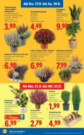 Lidl Flugblatt woche 38 Seite 28