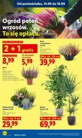 Lidl gazetka Strona 78: Rośliny liściaste ozdobne 6-pak €29,99, Rośliny zielone Xxl €69,99
