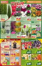 Norma Prospekt woche 39 Seite 12: Silberblatt pflanzen winterhart €2,19, Heide Highlights Twins by Garden Girls €2,59
