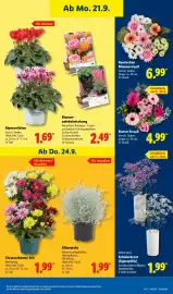 Lidl Prospekt Seite 22