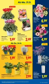 Lidl Prospekt Seite 21