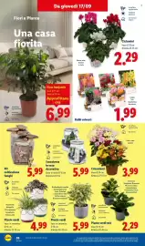 Volantino Lidl settimana 38 Pagina 32: Ciclamini €2,29, Ficus Benjamin €6,99