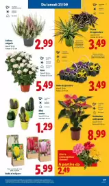 Volantino Lidl settimana 38 Pagina 33: Rose €5,49, Fiori e composizioni floreali €2,49