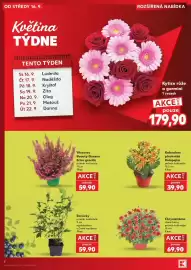 Kaufland leták týden 38 Strana 4: Chryzantéma €69,90, Kalanchoe plnokvětá Kolopejka €39,90