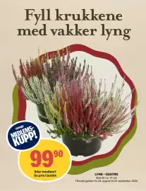 Coop Marked kundeavis Side 11: Lyng - Quatro €99,90