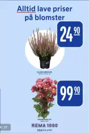 Rema 1000 kundeavis uke 38 Side 19: KRYSANTEMUM 3 PK €99,90, CALLUNA GARDEN GIRL €24,90
