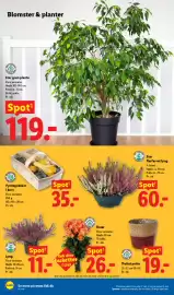 Lidl tilbudsavis uge 38 Side 35: Pyntegræskar i kurv €35,00, Flettet potte €19,00