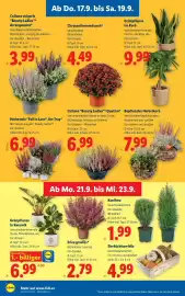 Lidl Flugblatt woche 38 Seite 28