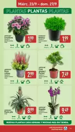 Folleto ALDI semana 39 Página 15: Gardenline verónica €1,99, Gardenline Ficus ginseng / Pachira €7,49