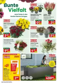 Lagerhaus Flugblatt Seite 2: Herbstpflanzen-Mix Purfleur €9,99, Qualität aus Österreich Dekor-Chrysantheme €2,29