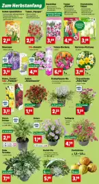 Thomas Philipps Prospekt woche 38 Seite 2: Rosen "Classic" oder "Premium" €3,33, Narzissen-Mischung €3,49