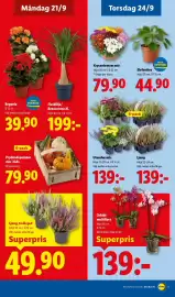 Lidl reklamblad vecka 39 Sida 20: Prydnadspumpor mix i låda €79,90, Ljung, trefärgad €49,90