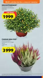ALDI akciós újság hét 38 Oldal 5: Krizantémdbokor €1.999,00, Csarab high five €3.999,00