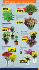 ALDI akciós újság hét 38 Oldal 7: Rózsacsokor €1.599,00, Szobapáfrány €1.199,00