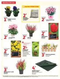 Catalogue Auchan | Foire à la bière hypers page 6: BRUYÈRE €2,00, CYCLAMEN MINI €2,00