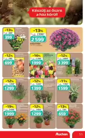 Auchan akciós újság hét 38 Oldal 51: Árvácska €399,00, MULTIFLÓRA KRIZANTÉM €659,00
