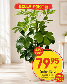 EKO reklamblad vecka 38 Sida 10: Schefflera €79,95