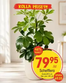 EKO reklamblad vecka 38 Sida 10: Schefflera €79,95