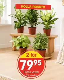 EKO reklamblad vecka 38 Sida 5: Gröna växter €7.995,00