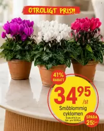 EKO reklamblad vecka 38 Sida 9: Småblommig cyklamen €34,95