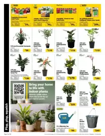 Builders Warehouse catalogue Page 2: Flora Anthurium €175,00, Flora 120 mm Single Stem Phalaenopsis €195,00