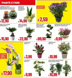 Volantino Galassia Pagina 17: Bonsai Ficus Ginseng €22,90, Settembrino in vaso €2,59