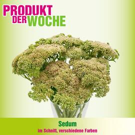 Blumen B&B Flugblatt woche 38 Seite 10
