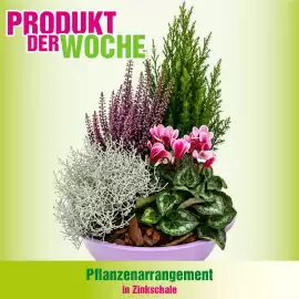Blumen B&B Flugblatt woche 38 Seite 1