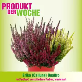 Blumen B&B Flugblatt woche 38 Seite 3
