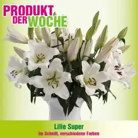 Blumen B&B Flugblatt woche 38 Seite 4
