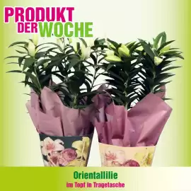 Blumen B&B Flugblatt woche 38 Seite 5