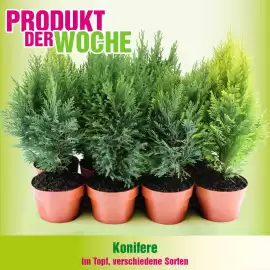 Blumen B&B Flugblatt woche 38 Seite 6