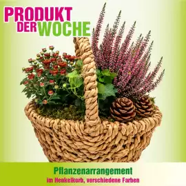Blumen B&B Flugblatt woche 38 Seite 7