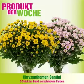 Blumen B&B Flugblatt woche 38 Seite 9