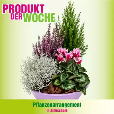 Blumen B&B Flugblatt (gültig bis 21-09)