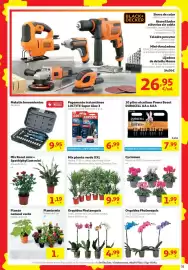 Folleto Alcampo Página 31: Mix planta verde XXL €9,99, Orquidea Phalenopsis €4,99