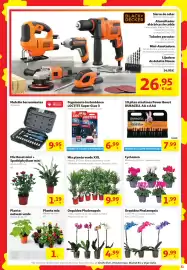 Folleto Alcampo Página 31: Mix planta verde XXL €9,99, Orquidea Phalenopsis €4,99