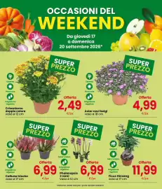 Volantino Interspar Pagina 3: Aster novi belgi €4,99, Crisantemo doppio colore €2,49