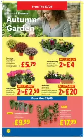 Lidl leaflet week 38 Page 22: Mini Cyclamen €2,50, Extra Large Garden Mums €5,79