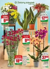 Dino gazetka tydzień 38 Strona 56: Storczyk 2-pędowy €37,99, Chryzantema €9,99