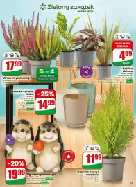 Dino gazetka tydzień 38 Strona 57: Roślina zielona €4,99, Wrzos trzykolorowy €17,99