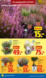 Lidl tilbudsavis uge 39 Side 35: Krysantemumbusk €39,00, Blomsterløg €75,00